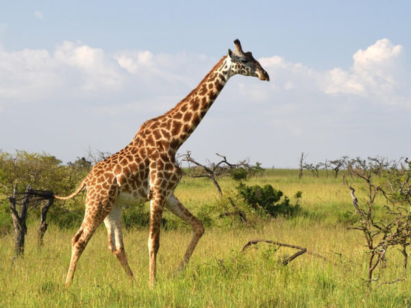 3 Days Safari Program