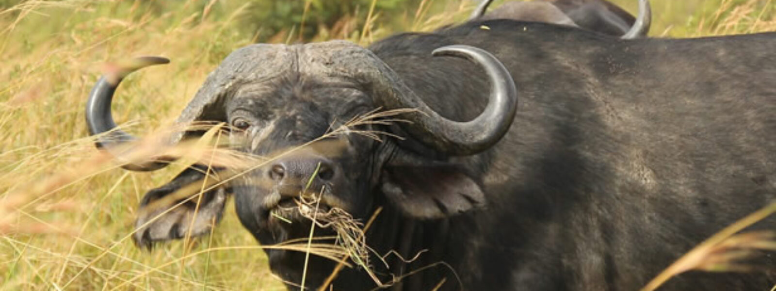 Kenya Tanzania & Zanzibar