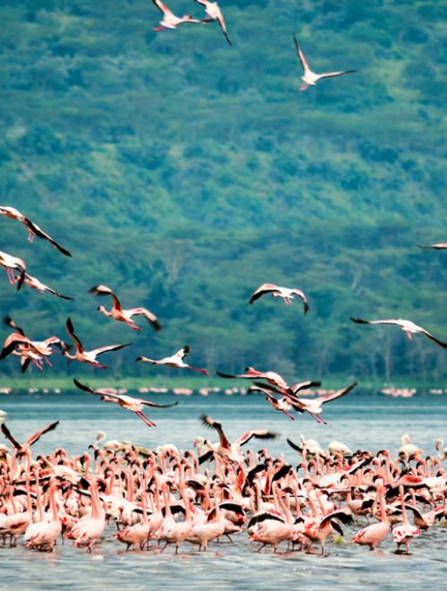 4 Days Private Safari Program