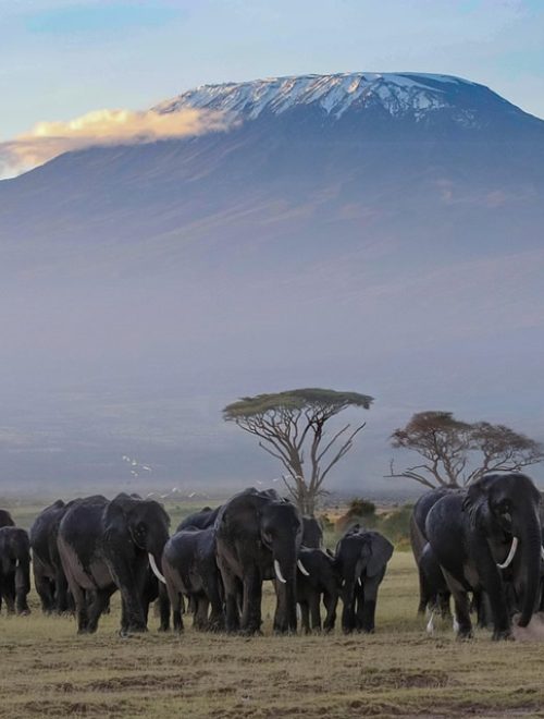 5 Days Private Safari Program