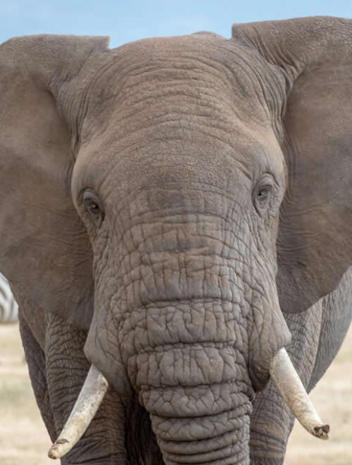 6 Days Safari with Breath of Savanna