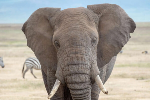 6 Days Safari with Breath of Savanna