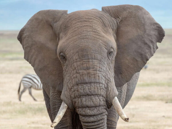 6 Days Safari with Breath of Savanna