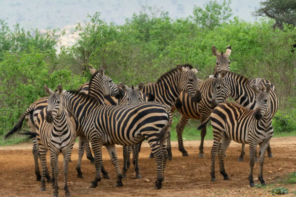 8 Days Private Safari with Breath of Savanna