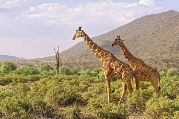 7 Days Private Safari Program-Samburu