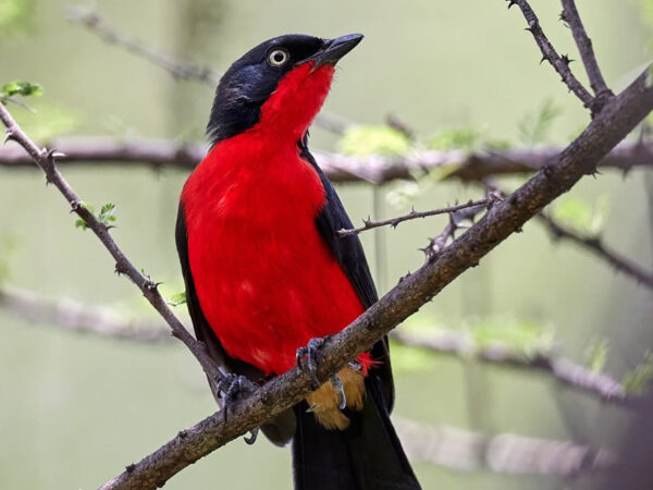 4 Days Fly In Private Safari to Masai Mara