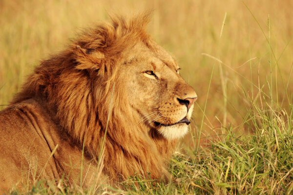 6 Days Fly In Private Safari