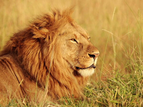 6 Days Fly In Private Safari