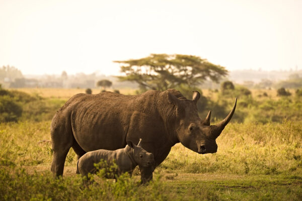 1 Day Nairobi National Park + Nairobi City Tour