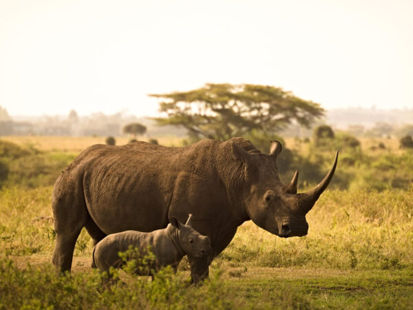 1 Day Nairobi National Park + Nairobi City Tour