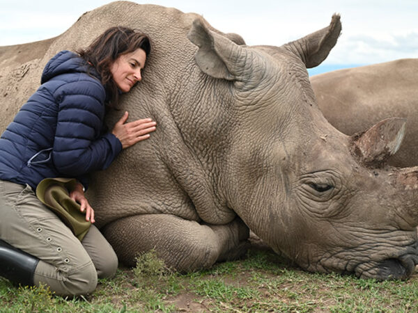 1 Day Ol Pejeta Wildlife Sanctuary Tour