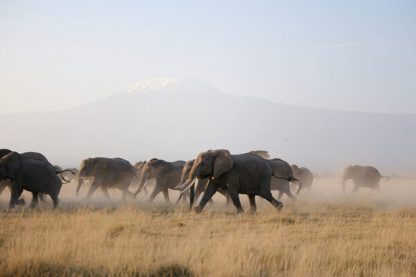 Amboseli Day Trip