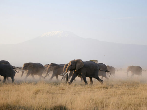 Amboseli Day Trip