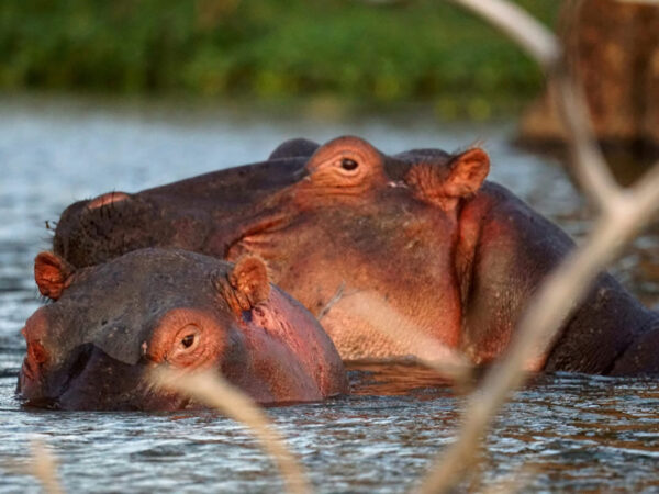 6 Days Private Safari Program