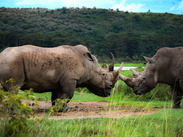 Lakes Nakuru & Naivasha Day Tour